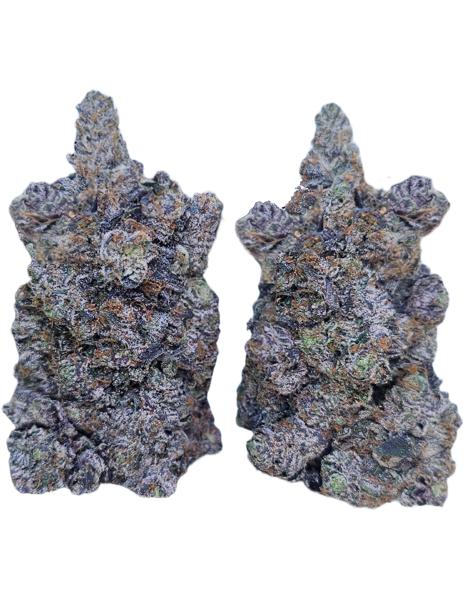 Pink Paranoia (AAAA+)