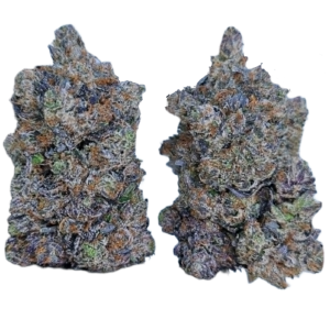 Pink Raptor (AAAA+)