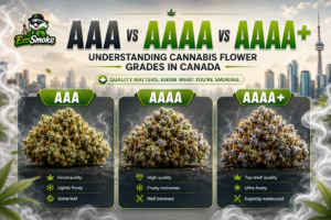 Cannabis Flower Grades explained: AAA vs AAAA vs AAAA+ comparison infographic